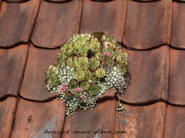 Exclusive Interview with Certified Horticulturalist and Garden Blogger Jacki Cammidge
