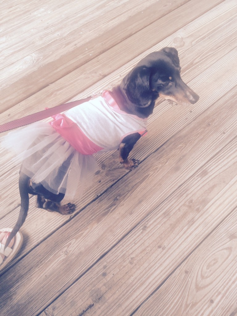 Taking a Vacation with Our Dog