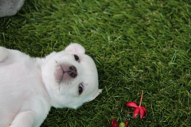 Best Names for Dogs and Puppies