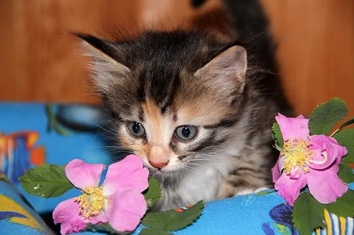 Kristen Lindsey – Veterinarian Turned Cat Murderer