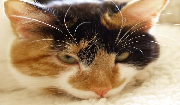 Signs Your Old Cat Is Dying